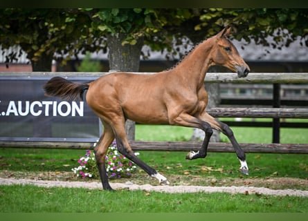 Zangersheider, Mare, Foal (03/2025), Bay