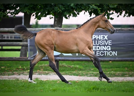 Zangersheider, Mare, Foal (02/2025), Bay