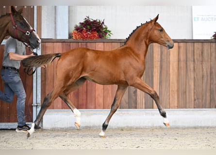 Zangersheider, Mare, Foal (05/2025), Bay