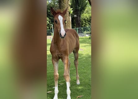 Zangersheider, Mare, Foal (04/2026), Brown-Light