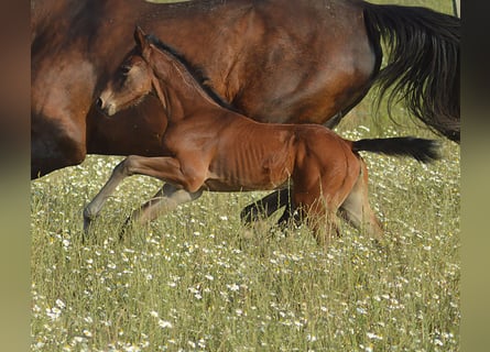 Zangersheider, Mare, , Brown