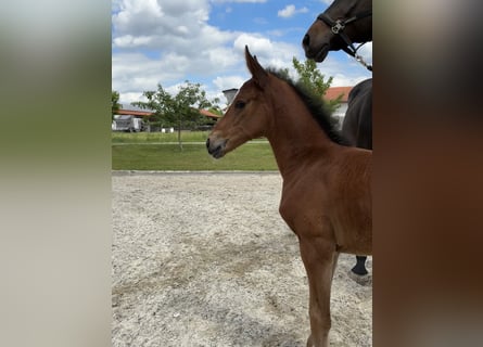 Zangersheider, Mare, , Brown