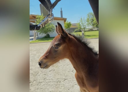 Zangersheider, Mare, , Brown