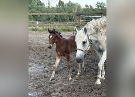 Zangersheider, Mare, Foal (01/2026), Brown