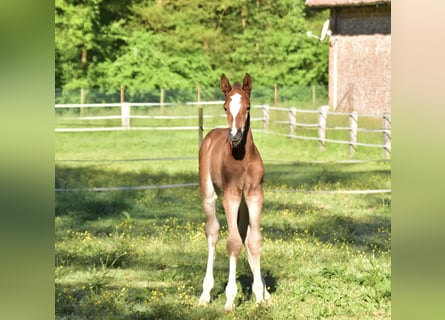 Zangersheider, Mare, , Brown