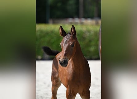 Zangersheider, Mare, Foal (06/2025), Brown