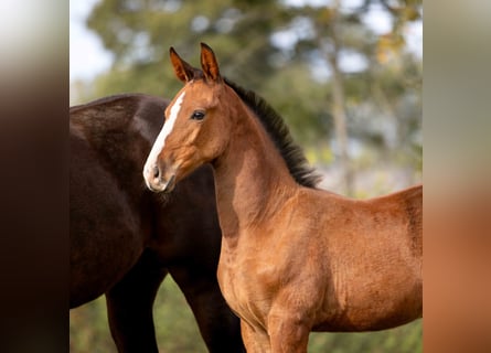 Zangersheider, Mare, Foal (07/2025), Brown