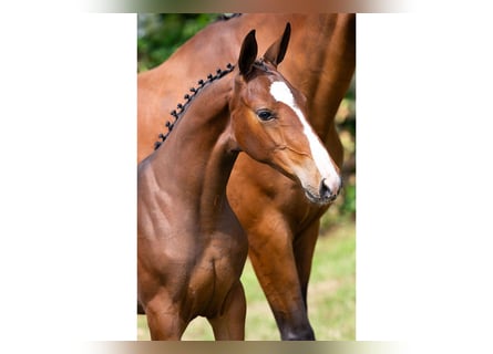 Zangersheider, Mare, Foal (04/2025), Brown