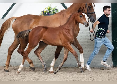 Zangersheider, Mare, Foal (05/2026), Brown