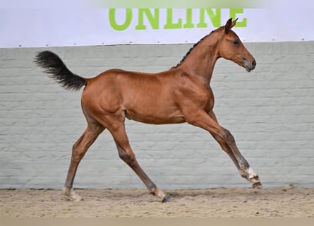 Zangersheider, Mare, Foal (05/2026), Brown