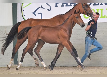 Zangersheider, Mare, Foal (03/2026), Brown