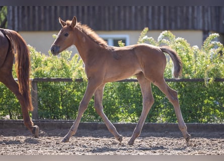 Zangersheider, Mare, , Can be white