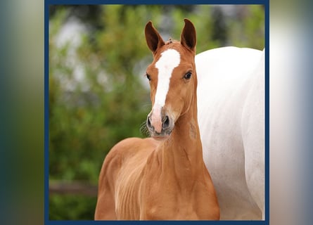 Zangersheider, Mare, Foal (01/2024), Chestnut-Red