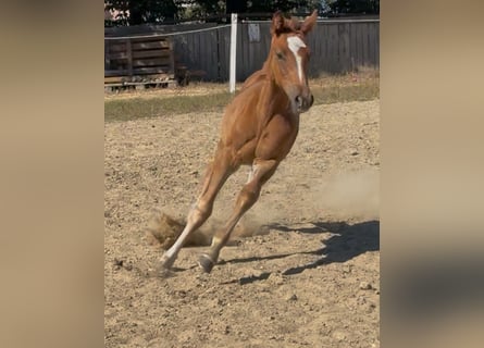 Zangersheider, Mare, Foal (01/2025), Chestnut-Red