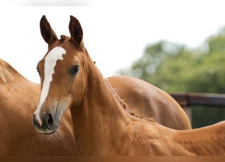 Zangersheider, Mare, Foal (04/2026), Chestnut-Red