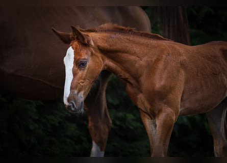 Zangersheider, Mare, Foal (05/2025), Chestnut