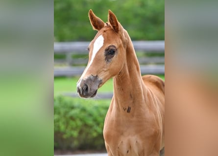 Zangersheider, Mare, , Chestnut