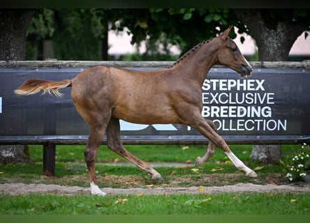 Zangersheider, Mare, Foal (01/2025), Chestnut