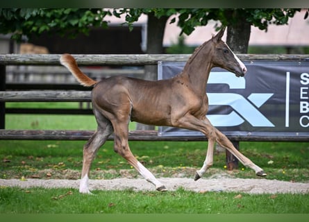 Zangersheider, Mare, Foal (05/2025), Chestnut
