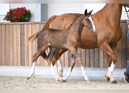 Zangersheider, Mare, Foal (06/2025), Chestnut