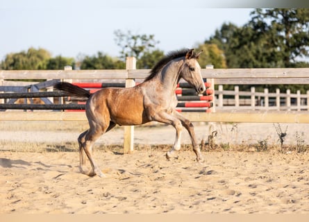 Zangersheider, Mare, Foal (05/2026), Grey