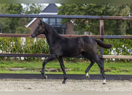 Zangersheider, Mare, Foal (05/2025), Grey