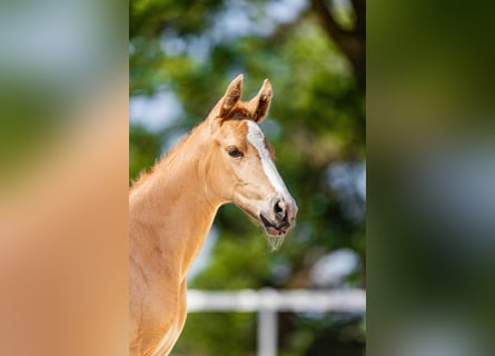 Zangersheider, Mare, Foal (05/2026), Palomino
