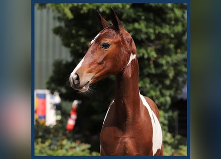 Zangersheider, Mare, Foal (05/2024)