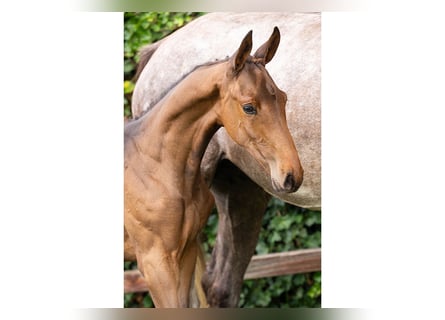Zangersheider, Mare, Foal (06/2025)
