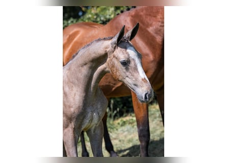 Zangersheider, Mare, 