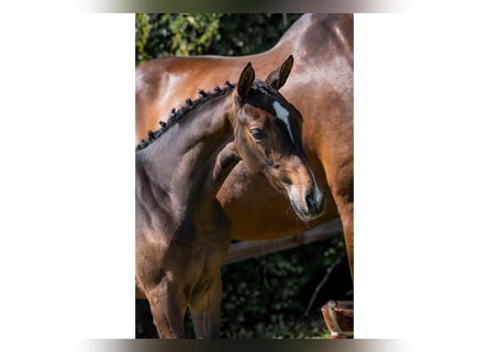 Zangersheider, Mare, 