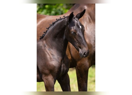 Zangersheider, Mare, Foal (05/2025)