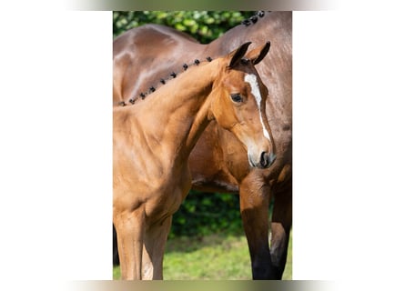 Zangersheider, Mare, Foal (05/2025)