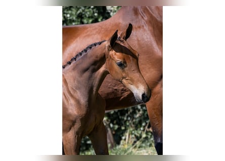 Zangersheider, Mare, 