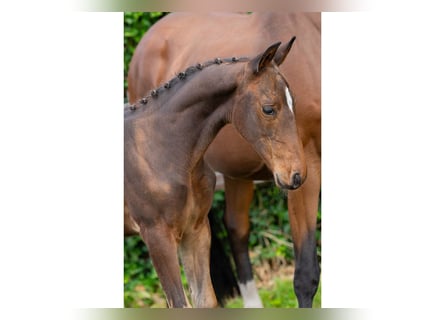 Zangersheider, Mare, Foal (06/2025)