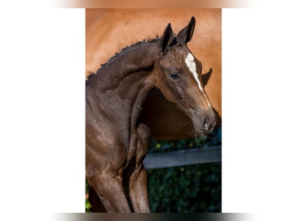 Zangersheider, Mare, Foal (05/2025)