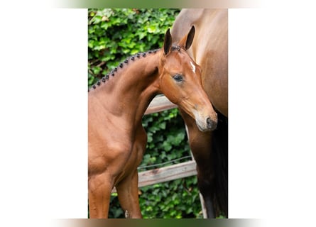 Zangersheider, Mare, Foal (05/2025)
