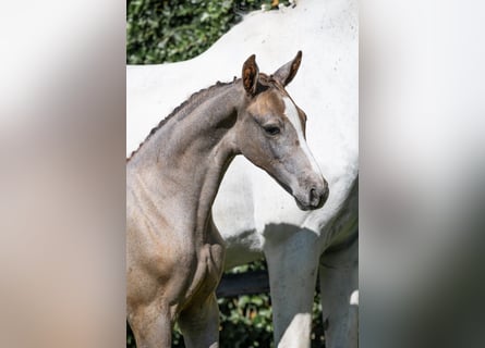 Zangersheider, Mare, 