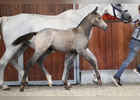 Zangersheider, Mare, Foal (06/2025)