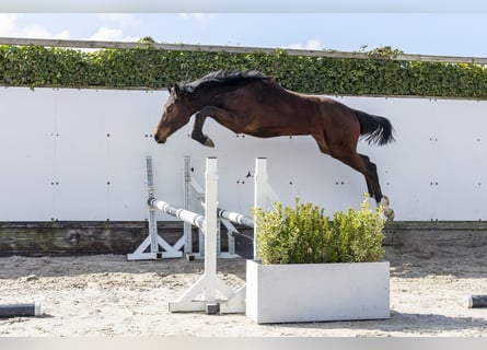 Zangersheider, Stallion, 1 year, 14,3 hh, Brown
