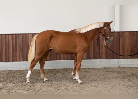 Zangersheider, Hengst, 1 Jahr, 15,2 hh, Fuchs