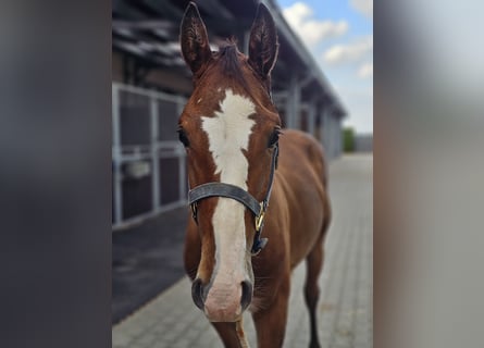 Zangersheider, Stallion, 1 year, 15 hh