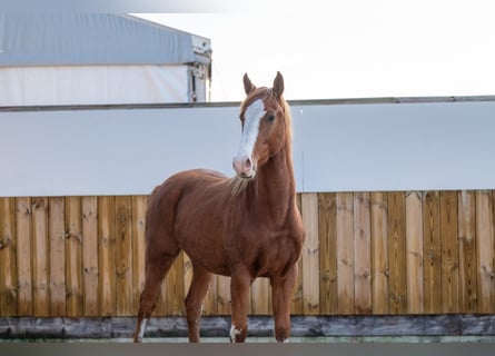Zangersheider, Stallion, 1 year, 15,1 hh, Chestnut-Red