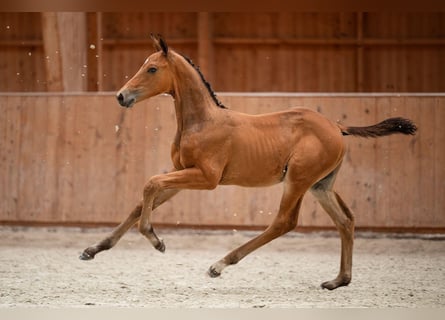 Zangersheider, Stallion, 1 year, 17 hh, Brown
