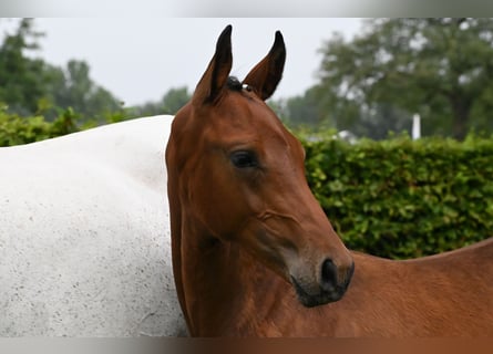 Zangersheider, Stallion, 1 year, 17 hh, Brown