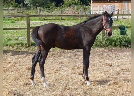 Zangersheider, Stallion, 1 year, 9.2 hh, Gray