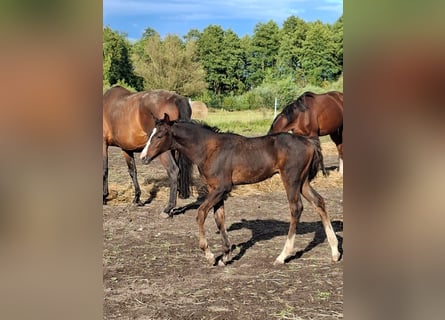 Zangersheider, Stallion, 1 year, Bay-Dark