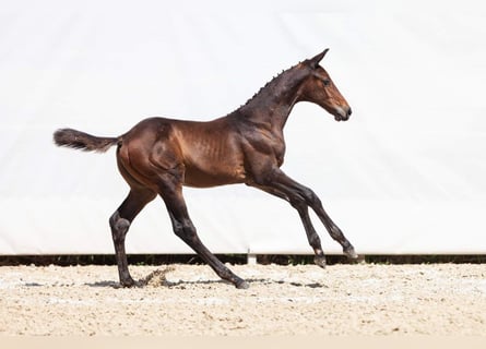 Zangersheider, Stallion, 1 year, Bay-Dark
