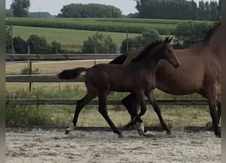 Zangersheider, Stallion, 1 year