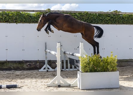 Zangersheider, Stallion, 2 years, 15.1 hh, Bay-Dark